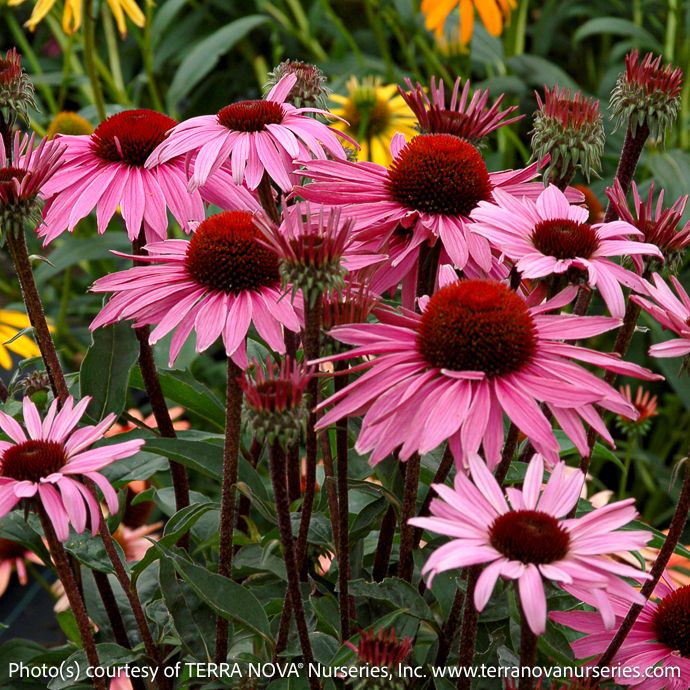 #1 Echinacea pur Merlot/ Pink Coneflower Native (TN)