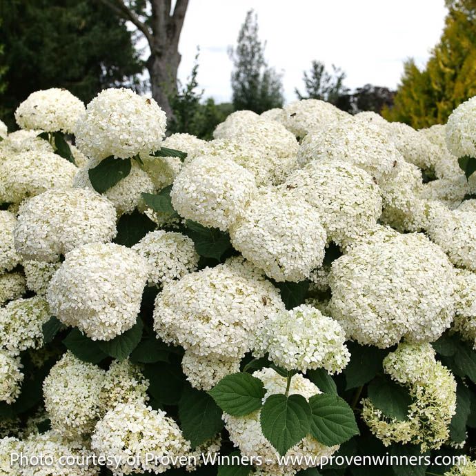 #2 Hydrangea arb PW Incrediball Storm Proof/ Compact Smooth White Native (TN)