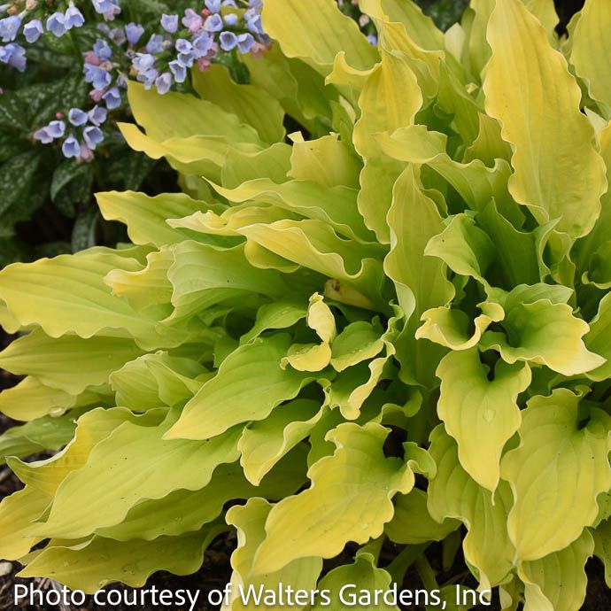 #1 Hosta Time In a Bottle/ Chartreuse, Yellow