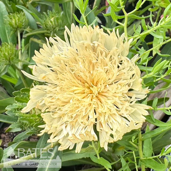 #1 Stokesia laevis Mary Gregory/ Yellow Stoke's Aster Native (R)