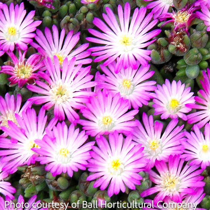 QP Delosperma Hot Cakes &#39;Fig Fusion&#39;/ Purple Ice Plant