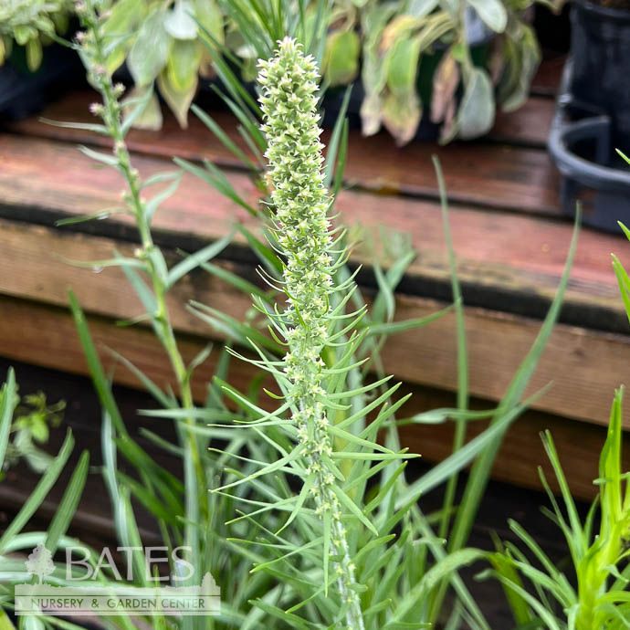 #1 Liatris pycnostachya/ Purple Prairie Blazing Star Native (R)