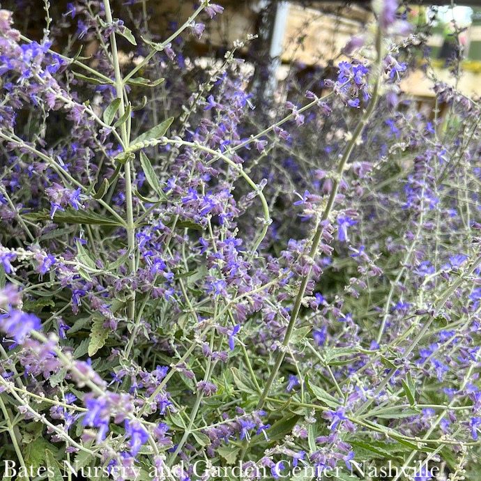 #1 Perovskia atrip CrazyBlue/ Compact Russian Sage