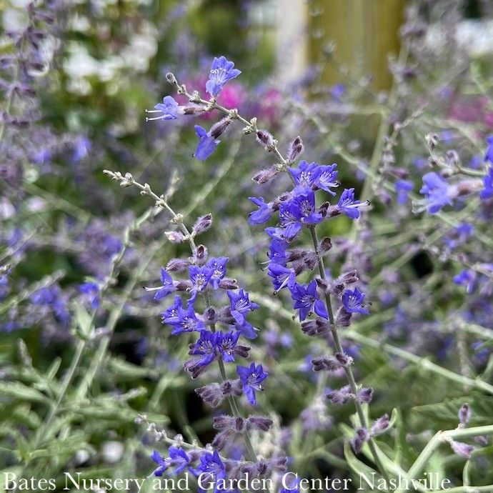 #1 Perovskia atrip CrazyBlue/ Compact Russian Sage