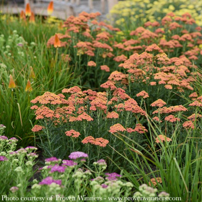#1 Achillea Firefly &#39;Peachy Sky&#39; / Yarrow