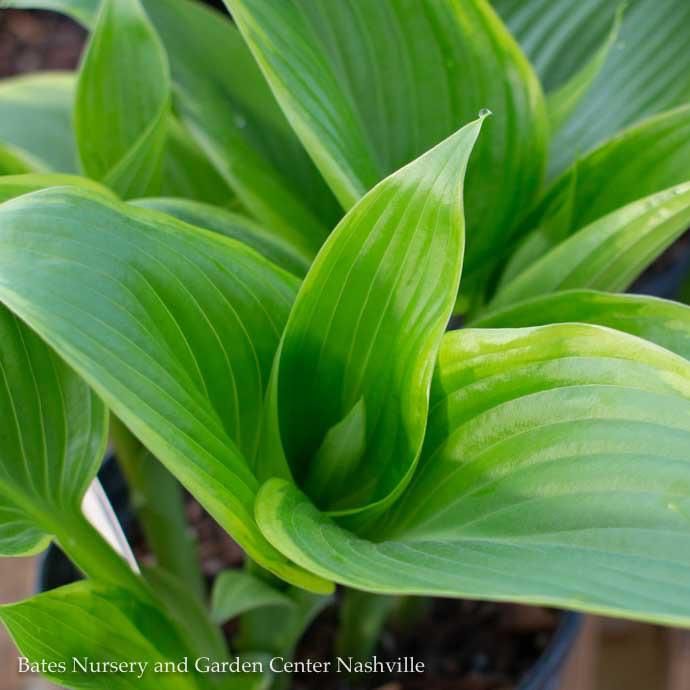 #1 Hosta Victory/ Variegated Blue-green and Yellow