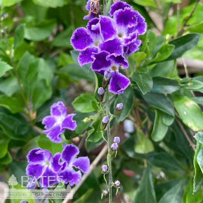 Tropical 10p! Duranta Sapphire Showers/ BUSH Form - No Warranty