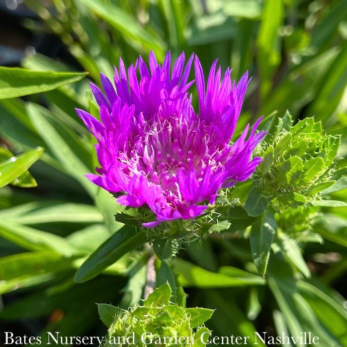 #1 Stokesia laevis Honeysong Purple/ Stoke&#39;s Aster Native (R)