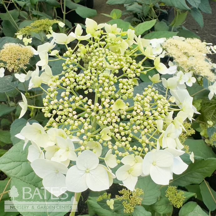 #3 Hydrangea arb Haas Halo/ Smooth White Native (TN)