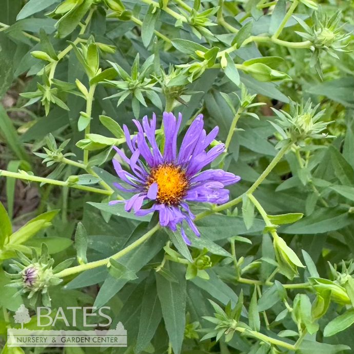 #1 Symphyotrichum x Thunderdome/ Purple Aster
