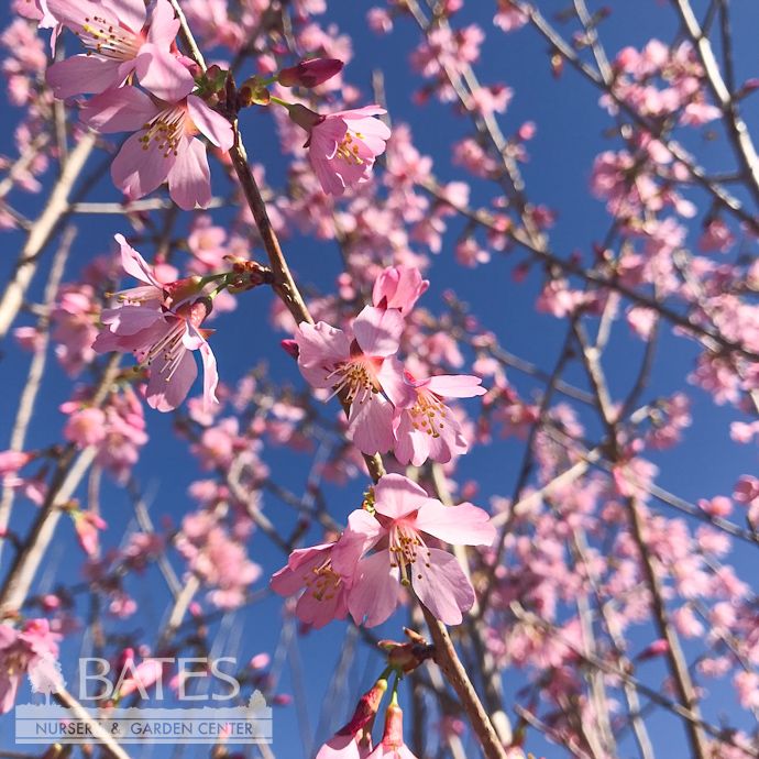 #15 Prunus x Okame/ Pink Flowering Cherry