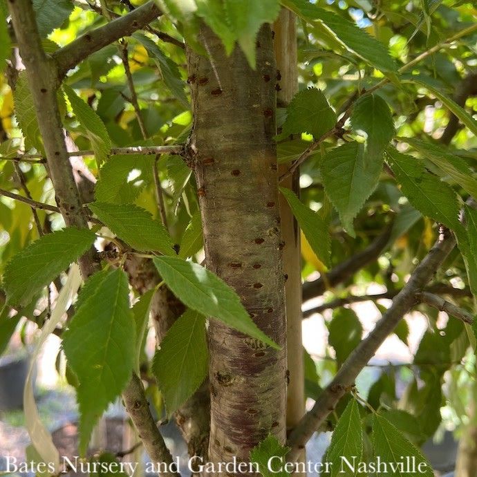 1.75&quot; caliper  Prunus x Okame/ Pink Flowering Cherry
