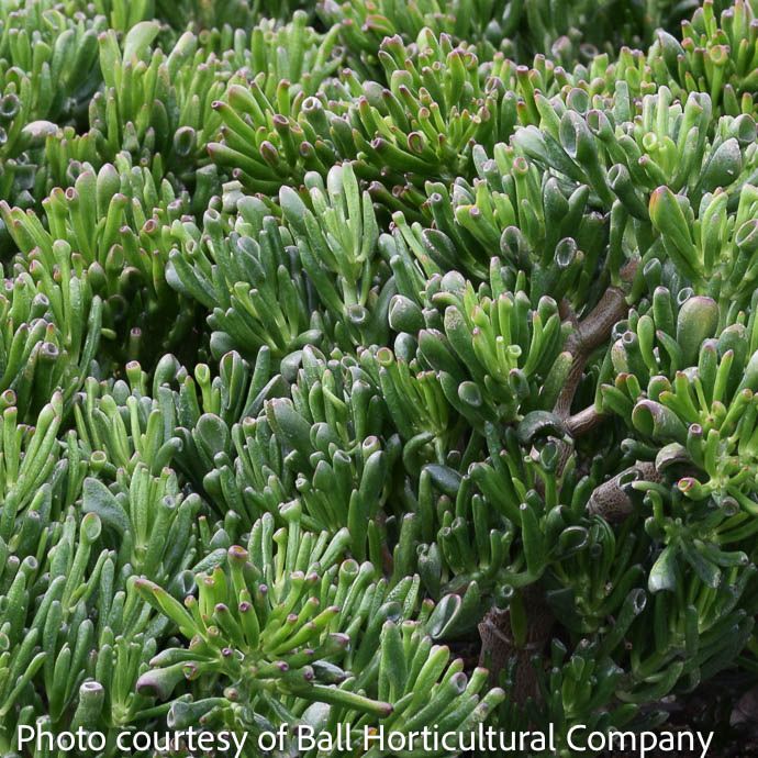 17p!/15G Crassula ovata Hobbit Stump /Jade Plant Succulent /Tropical