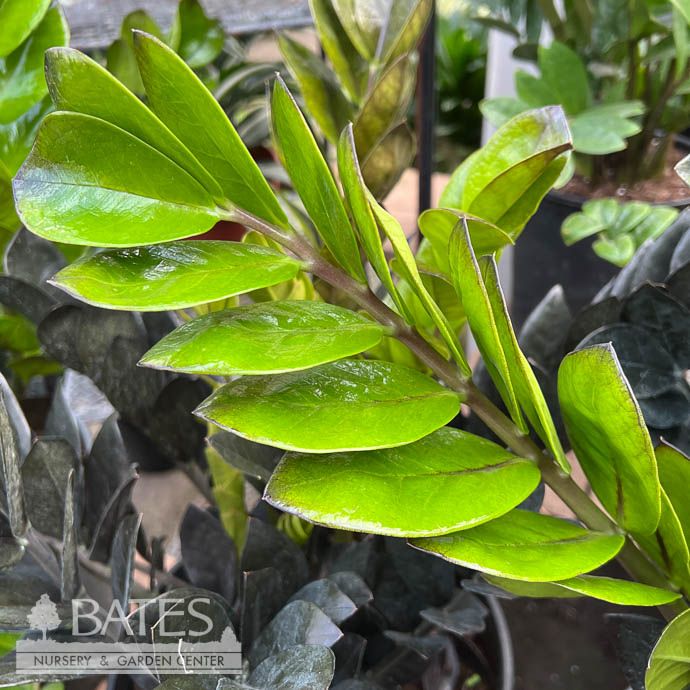 6p! Zamioculcus Oscura / ZZ Plant /Tropical