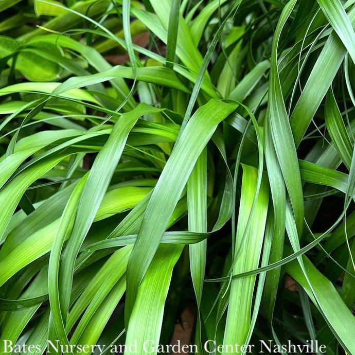 17p!/15G Palm Beaucarnea rec Premium / Ponytail Palm /Tropical