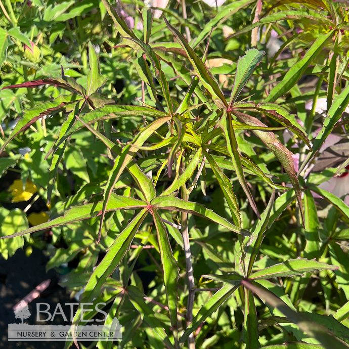 #1 Hibiscus coccineus/ Red Scarlet Rose Mallow Hardy Native (R)