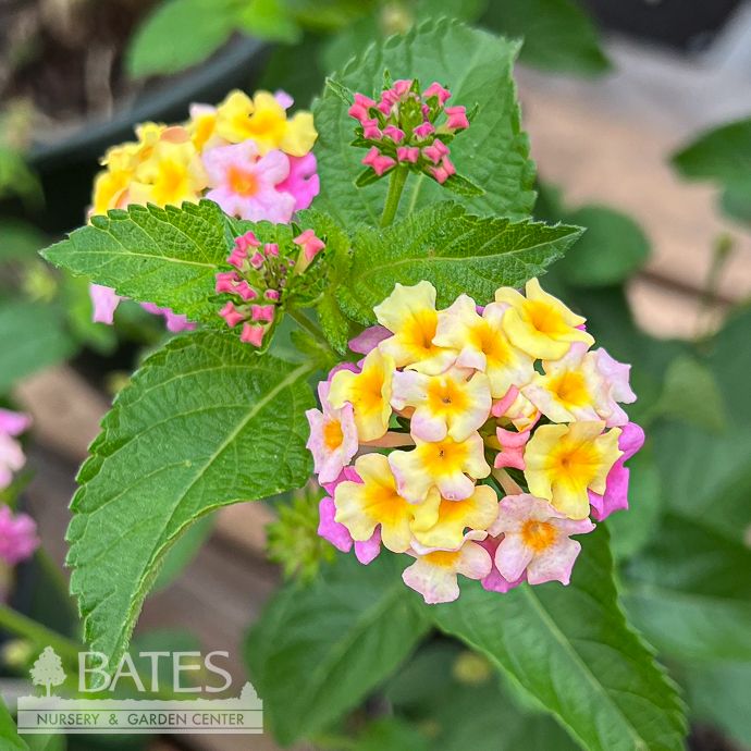 Tropical #1 Lantana cam Miss Huff Pink/  No Warranty