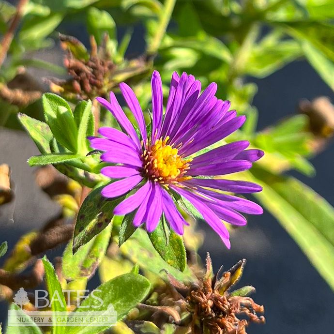 #1 Symphyotrichum novae-angliae/ New England Aster Native (TN)