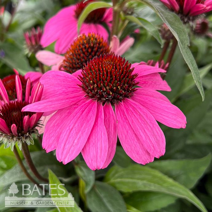 #1 Echinacea x Color Coded 'The Fuchsia is Bright'/  Coneflower