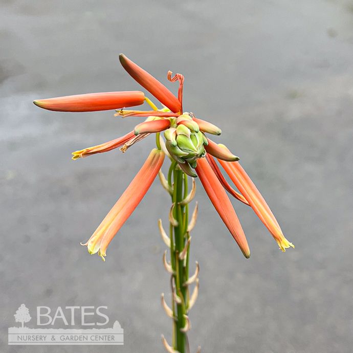 Tropical #2 Aloe humilis /Spider