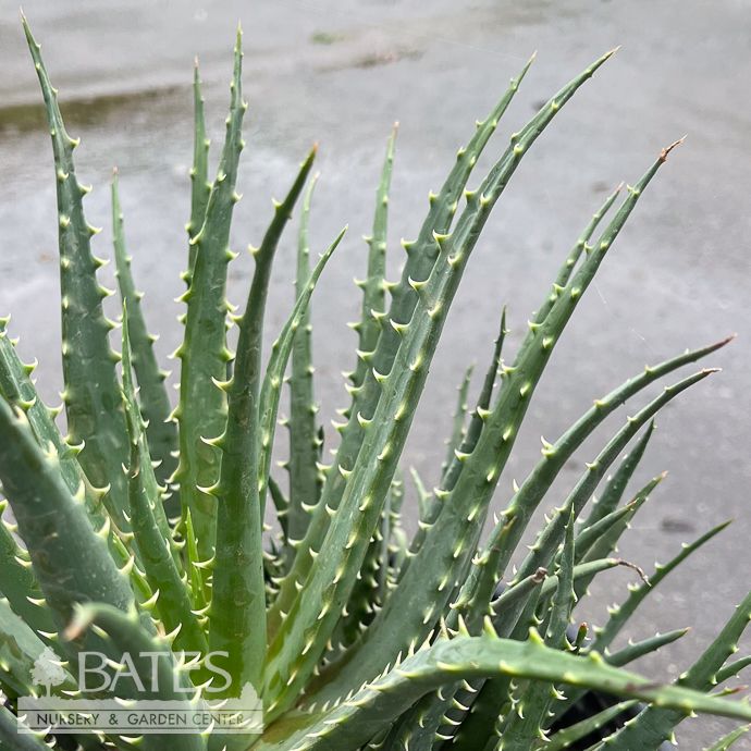 Tropical #2 Aloe humilis /Spider