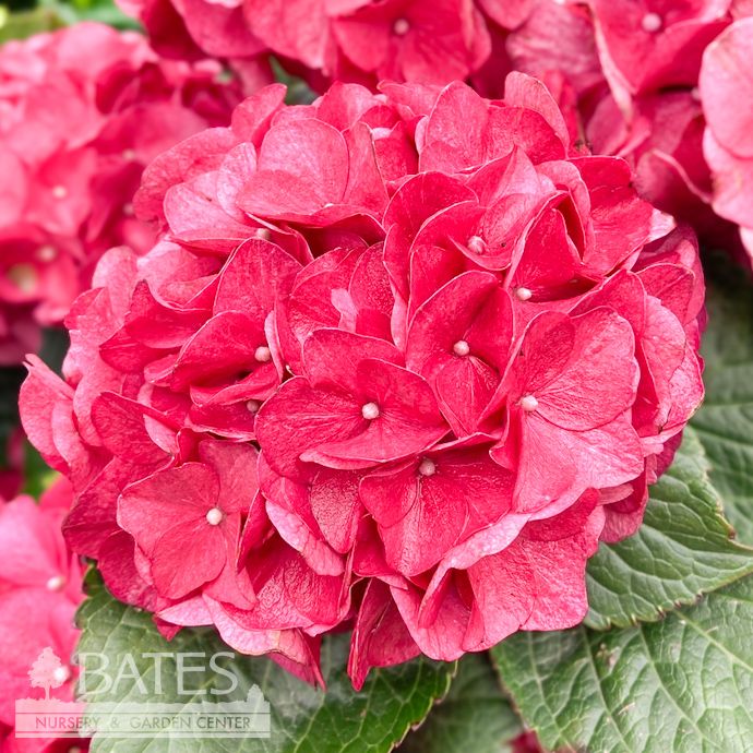 #2 Hydrangea mac Seaside Serenade &#39;Cape Hatteras&#39;/ Bigleaf/ Ruby Red Mophead Rebloom