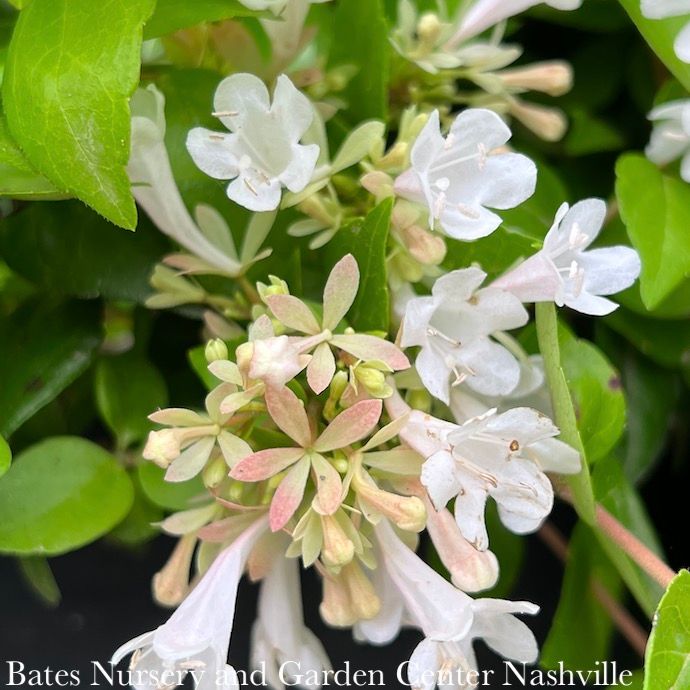 #2 Abelia x grand Canyon Creek