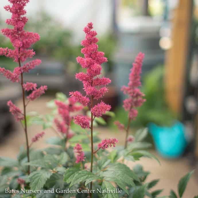 #1 Astilbe x arendsii Fanal/ Red