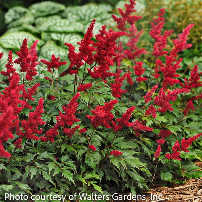 #1 Astilbe x arendsii Fanal/ Red