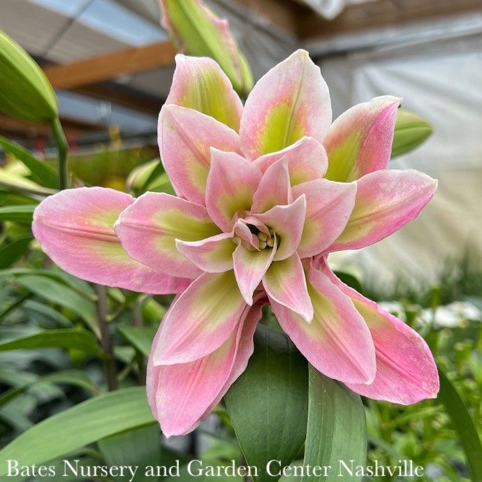 #1s Lilium Roselily Sarah/ Double Pink Oriental Lily