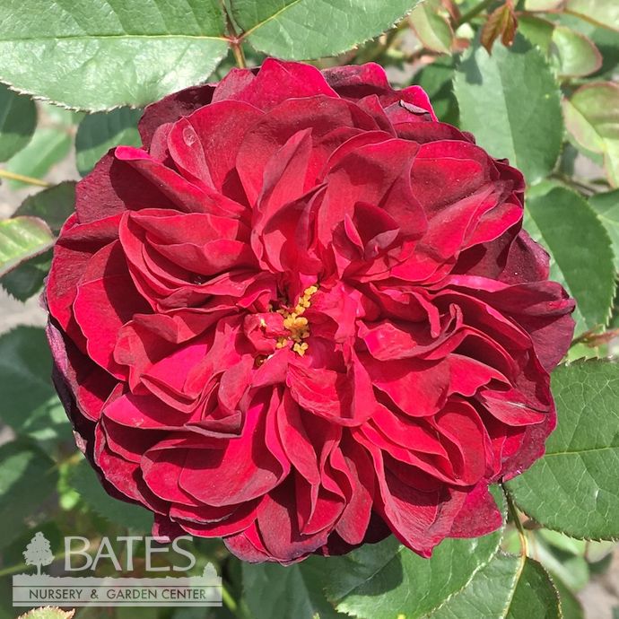 #3 Rosa Darcey Bussell/ Crimson-pink David Austin Shrub Rose - No Warranty