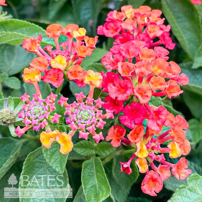 Tropical #1 Lantana Hot Blooded/ Red - No Warranty