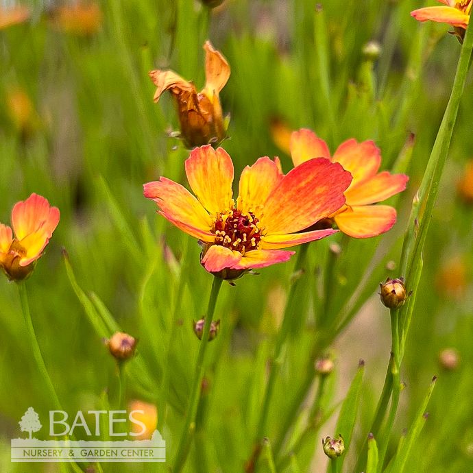 #1 Coreopsis vert Nova Amber/ Tickseed Native (TN)
