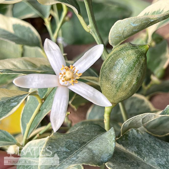 Edible 5p! Citrus Pink Variegated Lemon  BUSH Premium /Tropical - No Warranty