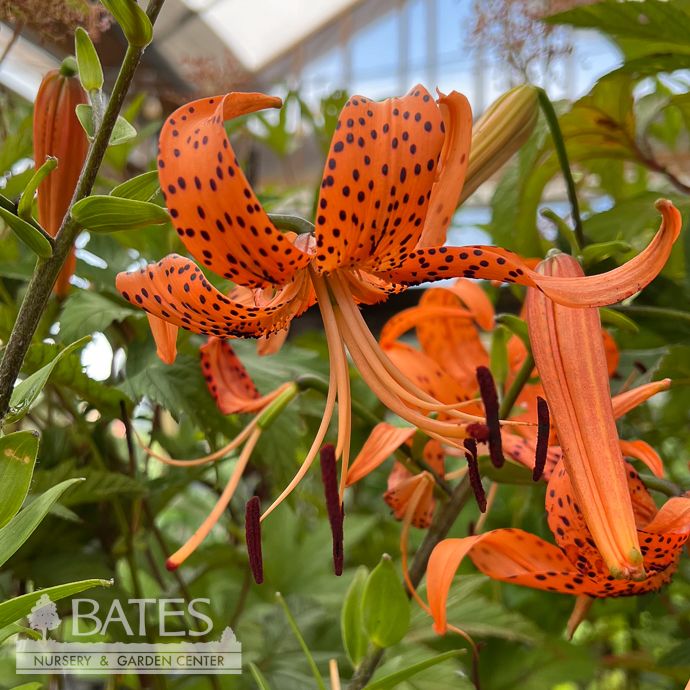 #1 Lilium/ Orange Tiger Lily