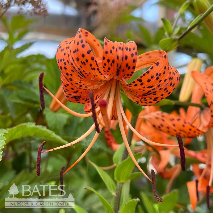 #1 Lilium/ Orange Tiger Lily