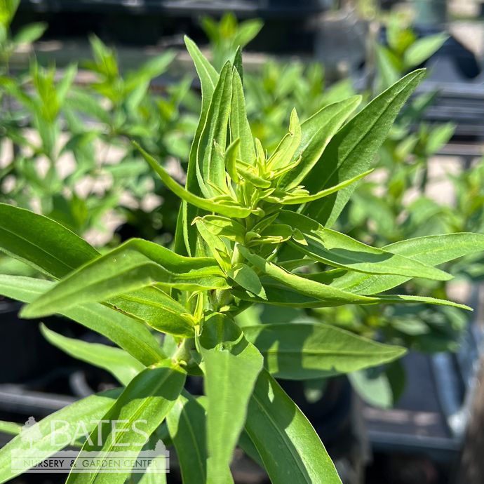 #1 Liatris scariosa/ Savanna Blazing Star Native (TN)
