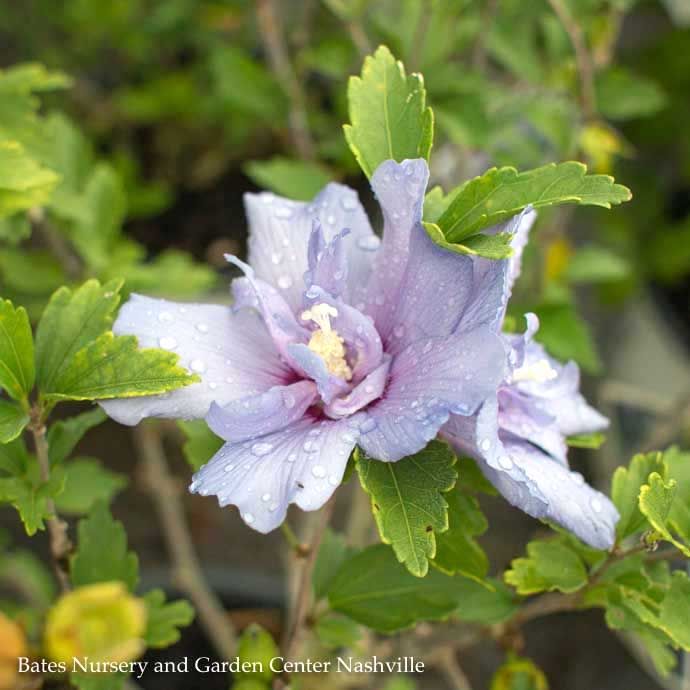 Topiary Patio Tree #7 Hibiscus syr PW Blue Chiffon / Rose Of Sharon/ Althea
