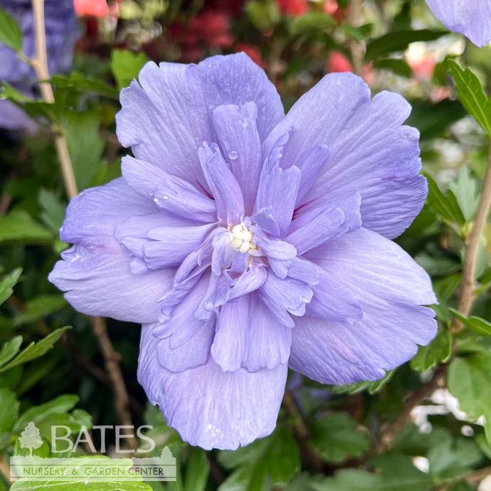 #3 Hibiscus syr PW Blue Chiffon/ Rose Of Sharon/ Althea