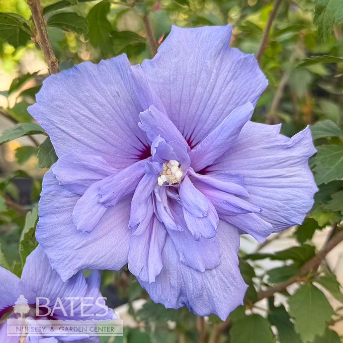 #3 Hibiscus syr PW Blue Chiffon/ Rose Of Sharon/ Althea