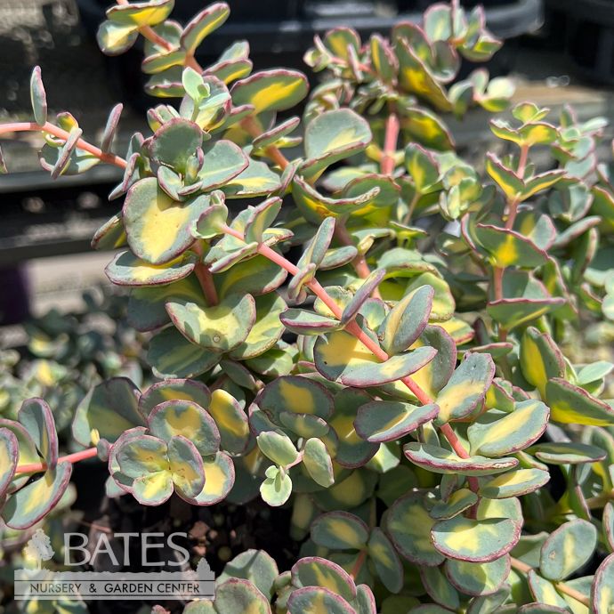 #1 Sedum sieboldii variegata/ Variegated October Daphne Stonecrop