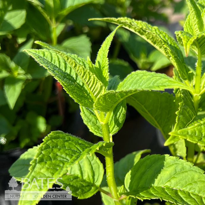 #1 Monarda didyma/ Scarlet Beebalm Native (TN)