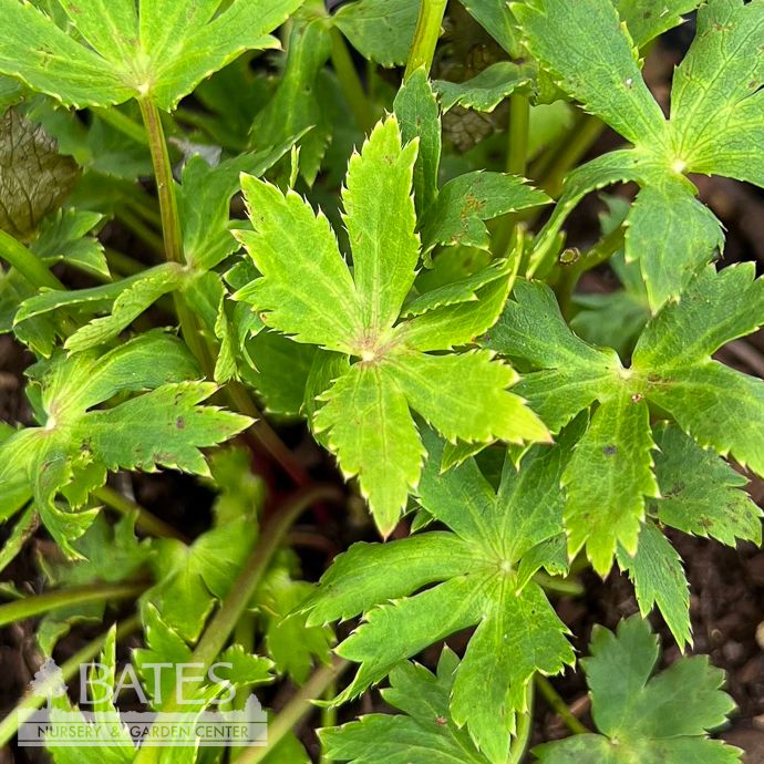 #1 Astrantia major Purple Happiness/ Masterwort
