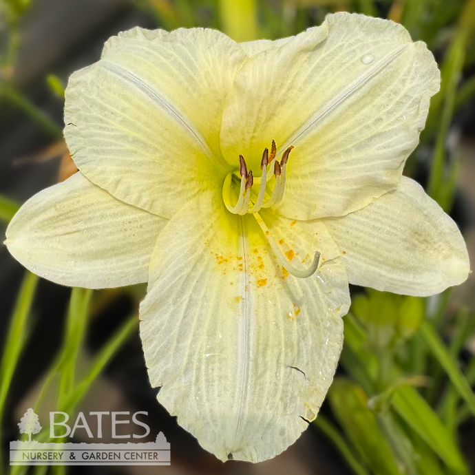 #1 Hemerocallis Joan Senior/White Daylily