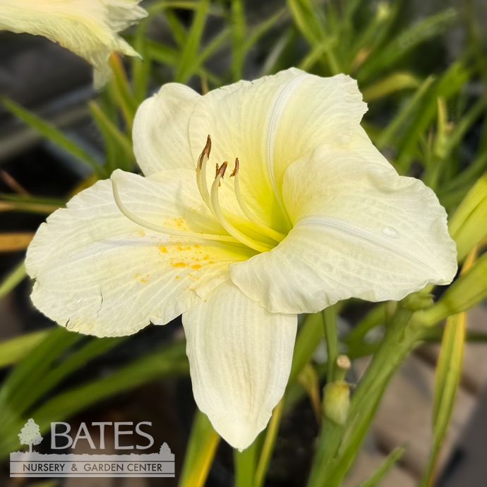#1 Hemerocallis Joan Senior/White Daylily