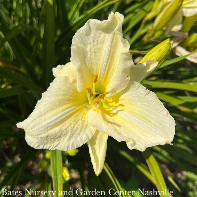 #1 Hemerocallis Joan Senior/White Daylily