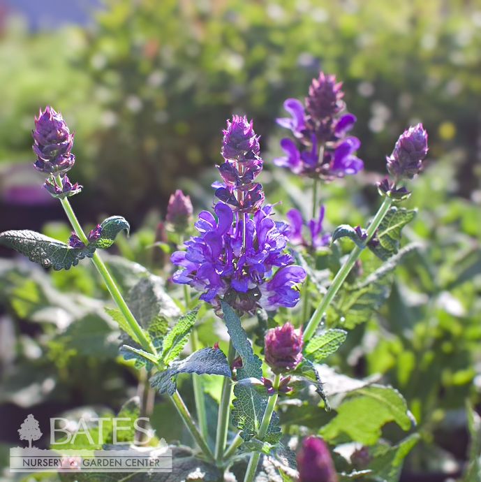 #1 Salvia nem Blue Marvel/ Sage