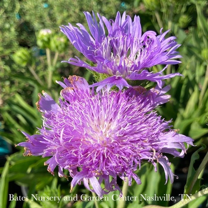 QP Stokesia laevis Peachie&#39;s Pick/ Stoke&#39;s Aster Native (R)