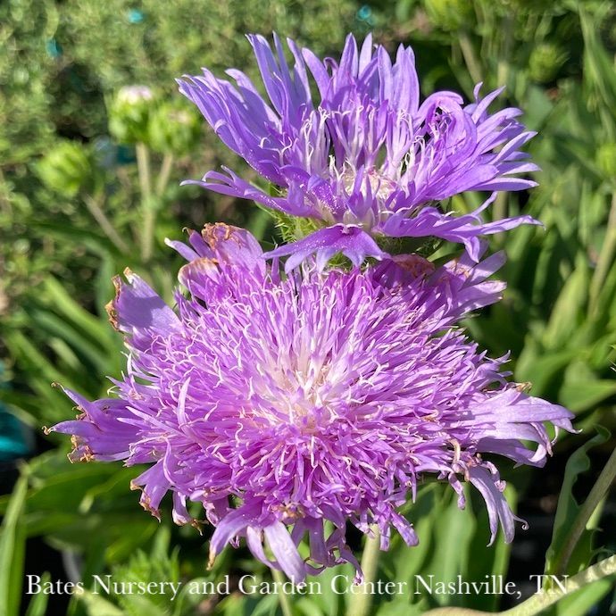 #1 Stokesia laevis Peachie&#39;s Pick/ Stoke&#39;s Aster Native (R)