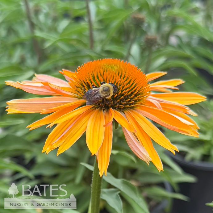 #1 Echinacea x Big Kahuna/ Coneflower